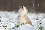 ALASKAN MALAMUTE 311